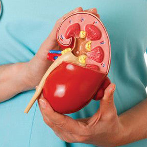 Treatment for Kidney Diseases