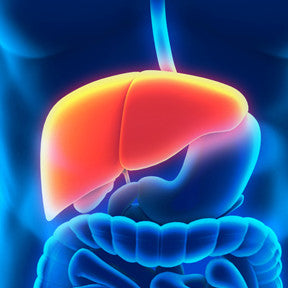 Causes and Symptoms of Liver Disease